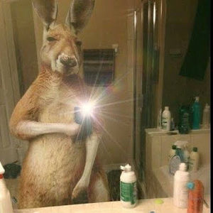 Meet your Posher, Dismaikel